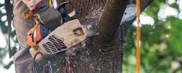 How Our Tree Care Process Works  in  Fort Wayne, IN