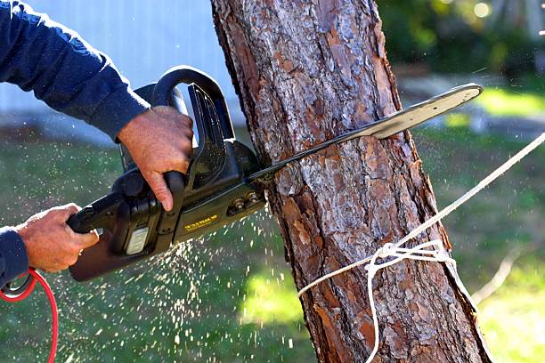 Professional Tree Care in Fort Wayne, IN