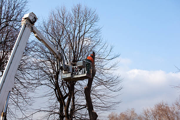 Best Emergency Tree Removal  in Fort Wayne, IN